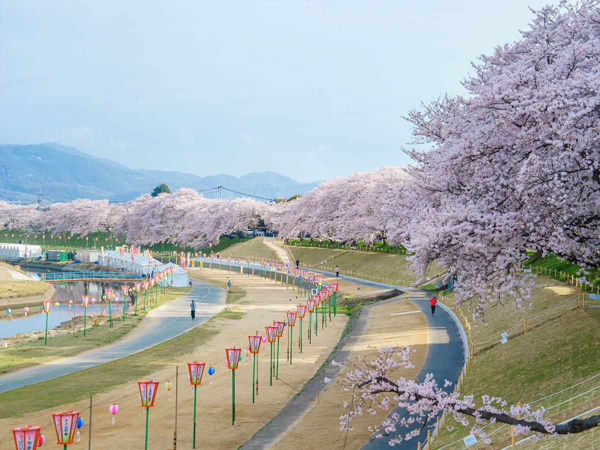 Asahi River Sakura Road