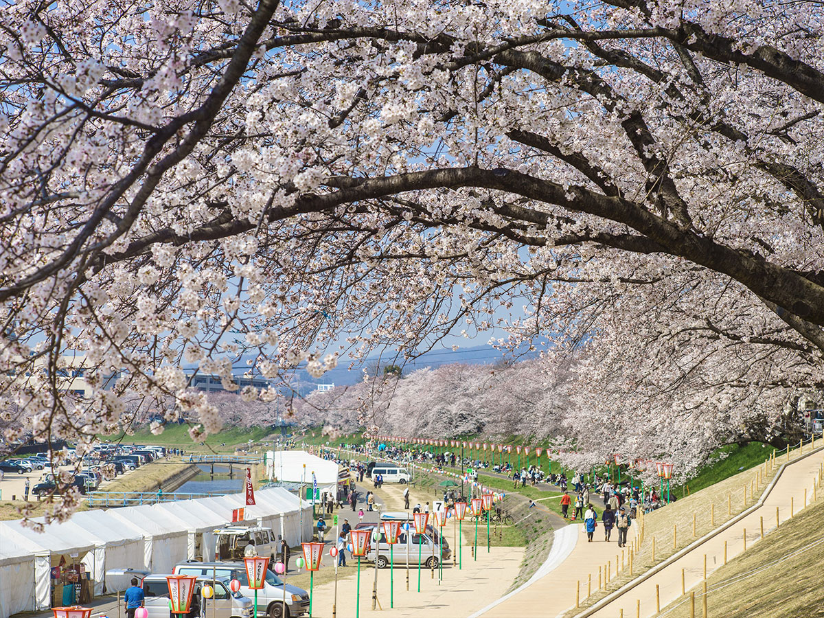 Asahi River Sakura Road