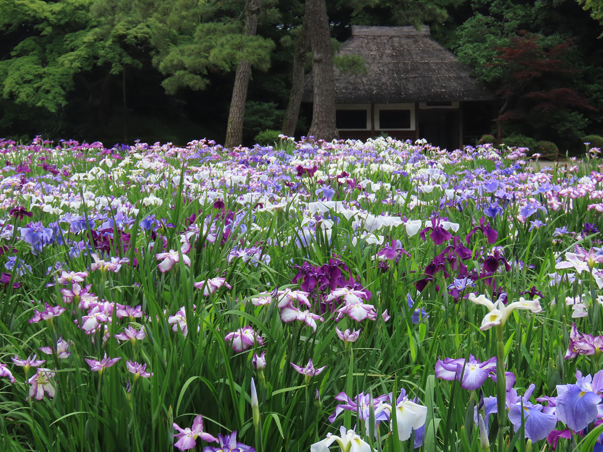 Koishikawa Korakuen Gardens_3