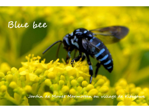 北川村 莫奈庭 玛摩丹 Chugoku Shikoku Tokyo Japan