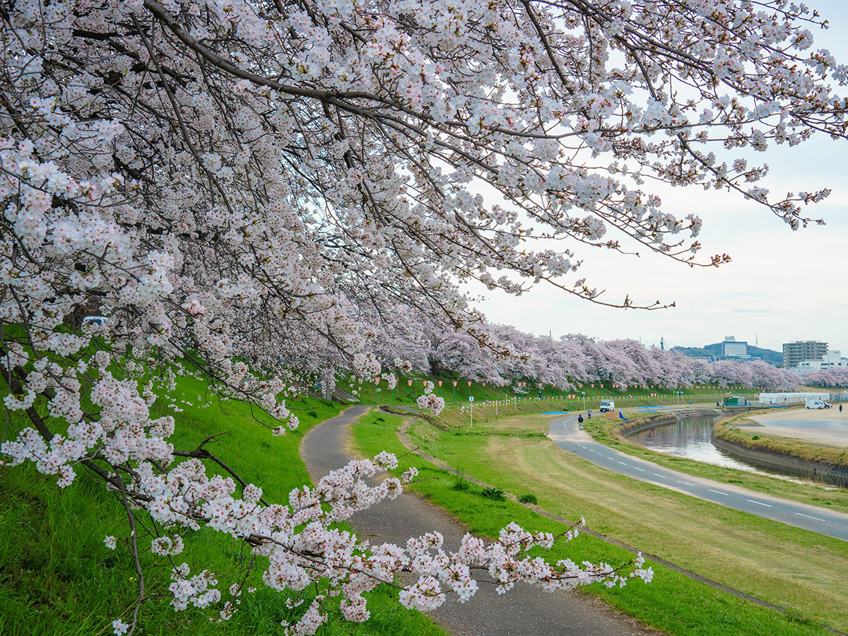 Asahi River Sakura Road